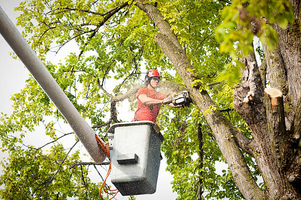 The Steps Involved in Our Tree Care Process in Cumming, GA